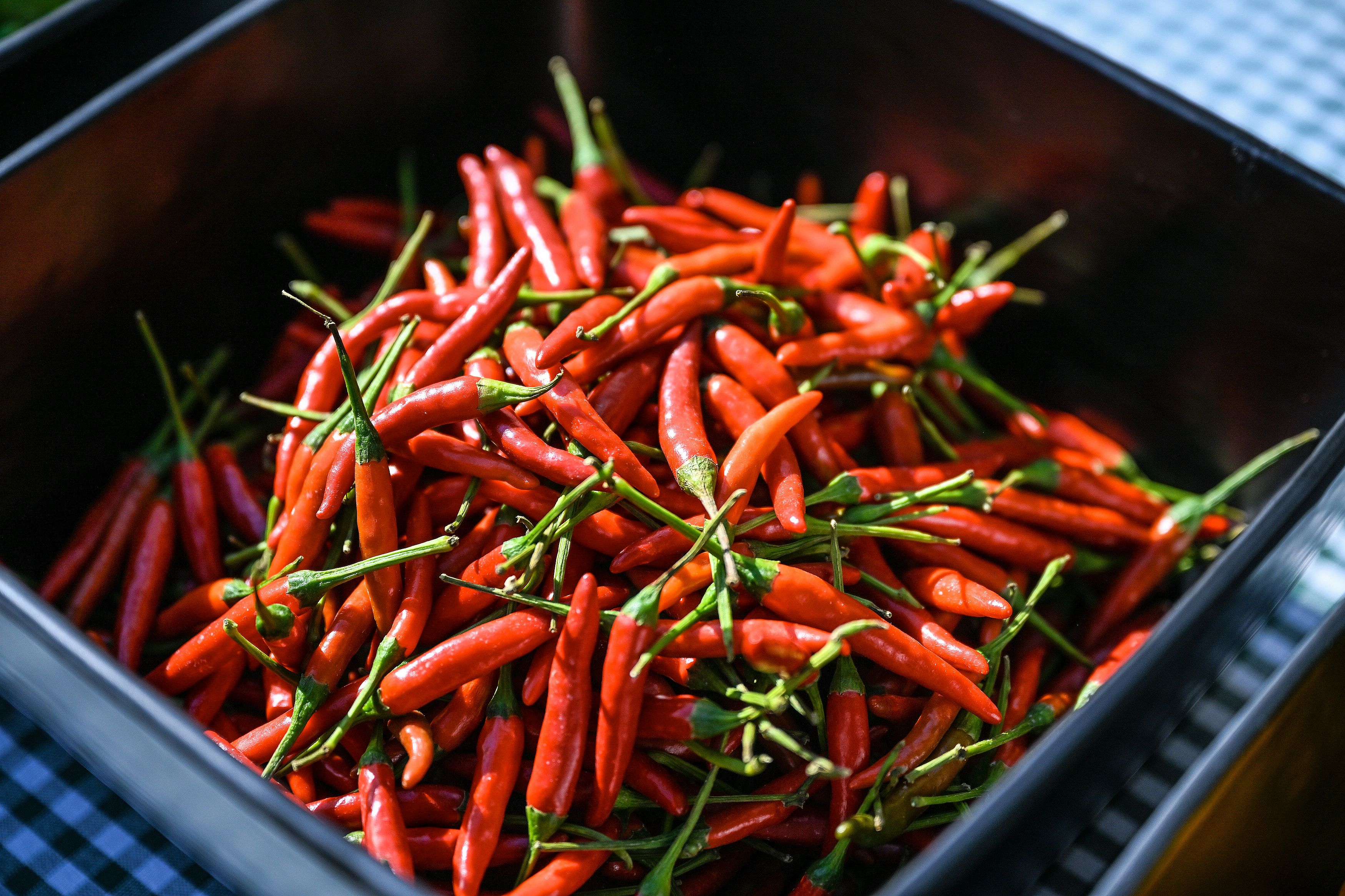 Peklo na Obilňáku aneb CHILLI CHALLENGE BRNO 2025