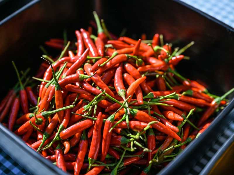 Peklo na Obilňáku aneb CHILLI CHALLENGE BRNO 2025